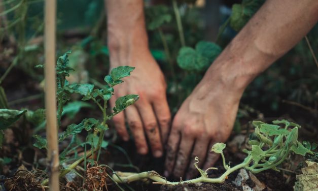 Best Soil to Use for Your Vegetable Garden 